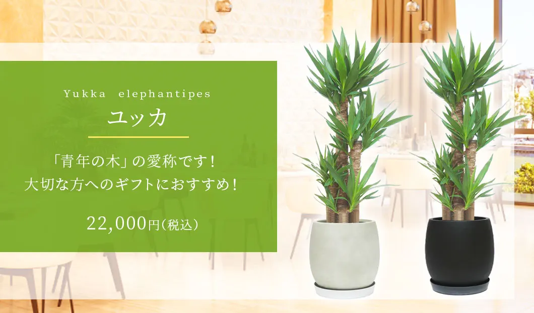 ユッカ 観葉植物 22,000円(税込)