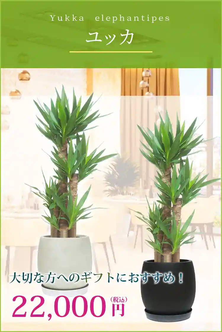 ユッカ 観葉植物 22,000円(税込)