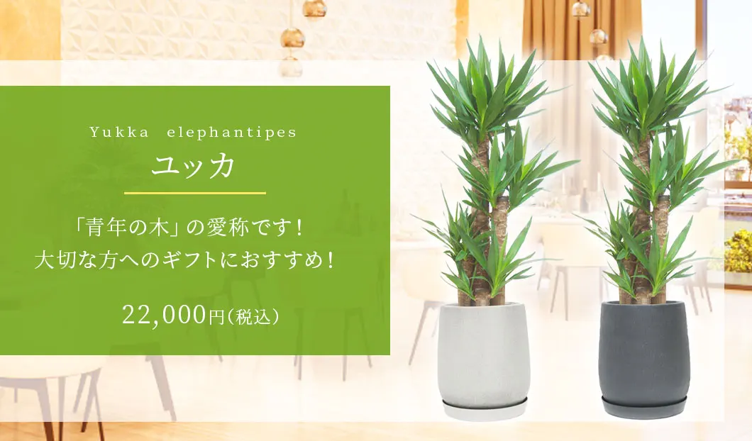 ユッカ 観葉植物 22,000円(税込)