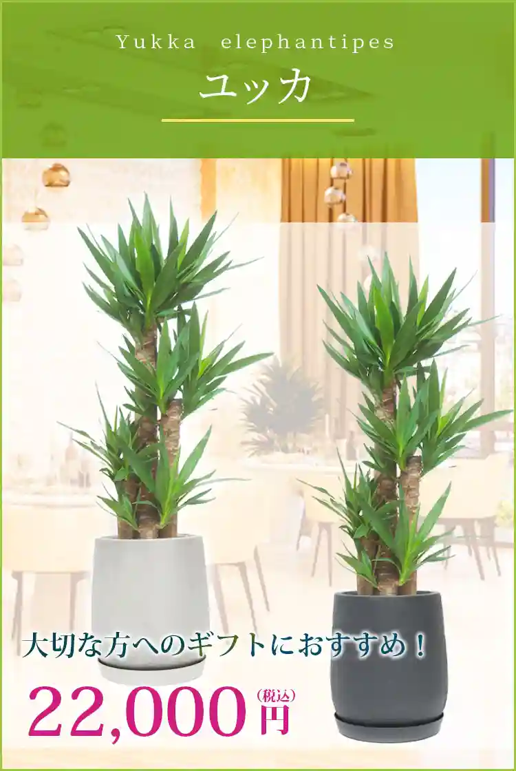 ユッカ 観葉植物 22,000円(税込)