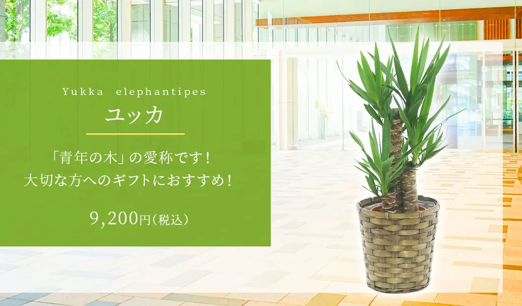 ユッカ 観葉植物 9,200円(税込)