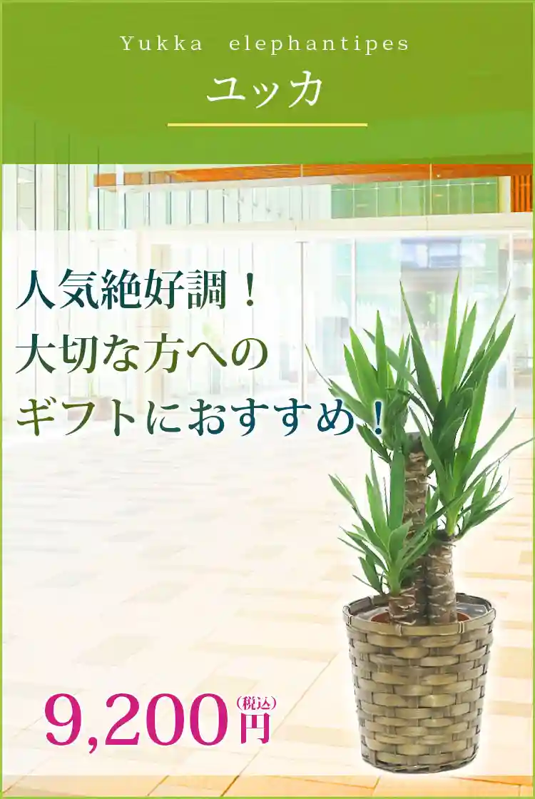 ユッカ 観葉植物 9,200円(税込)