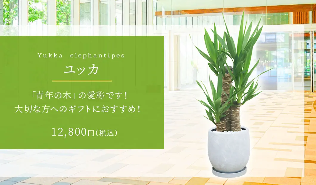 ユッカ 観葉植物 12,800円(税込)