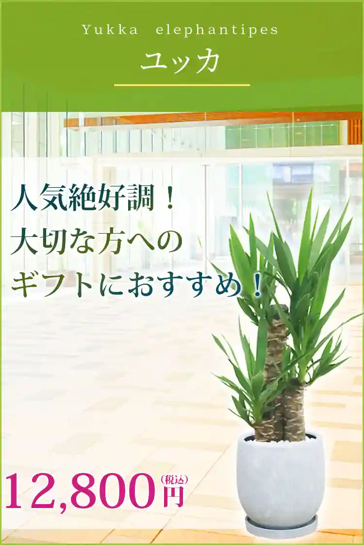 ユッカ 観葉植物 12,800円(税込)