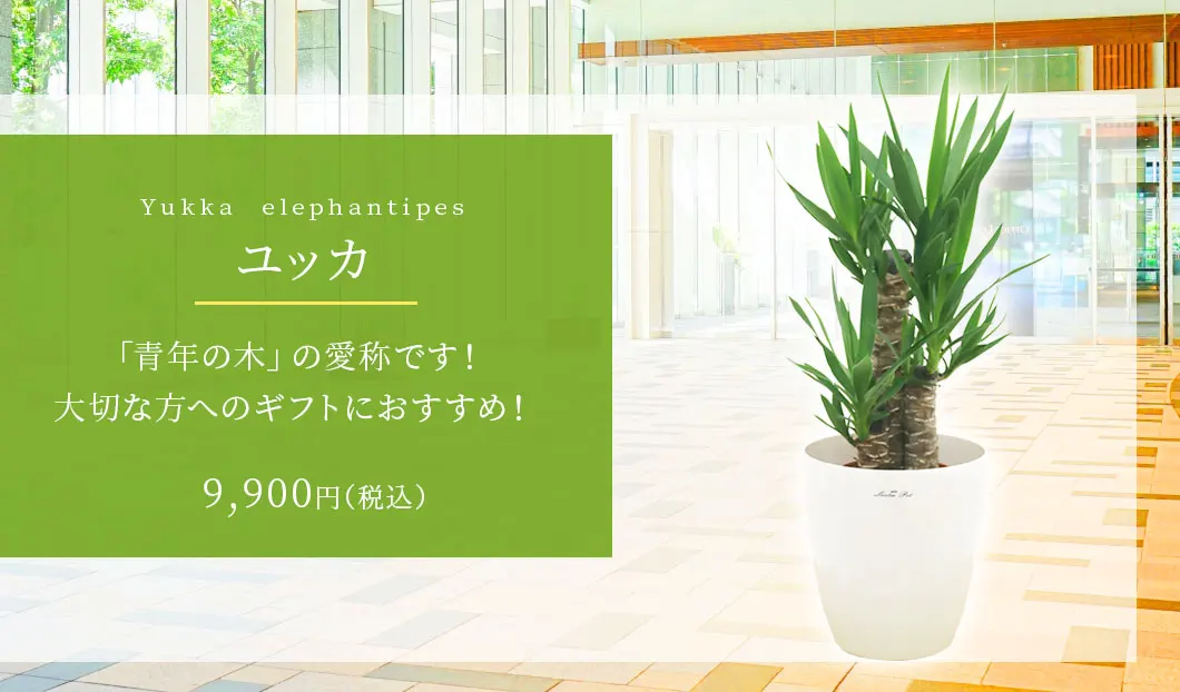 ユッカ 観葉植物 9,900円(税込)