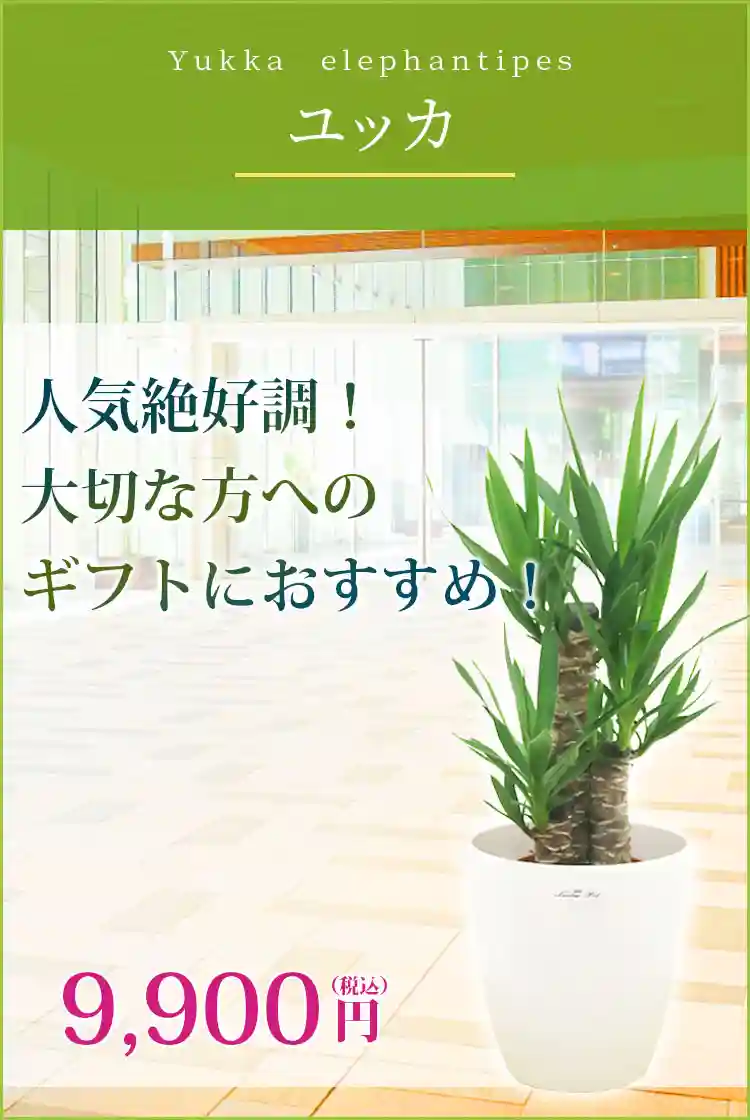 ユッカ 観葉植物 9,900円(税込)