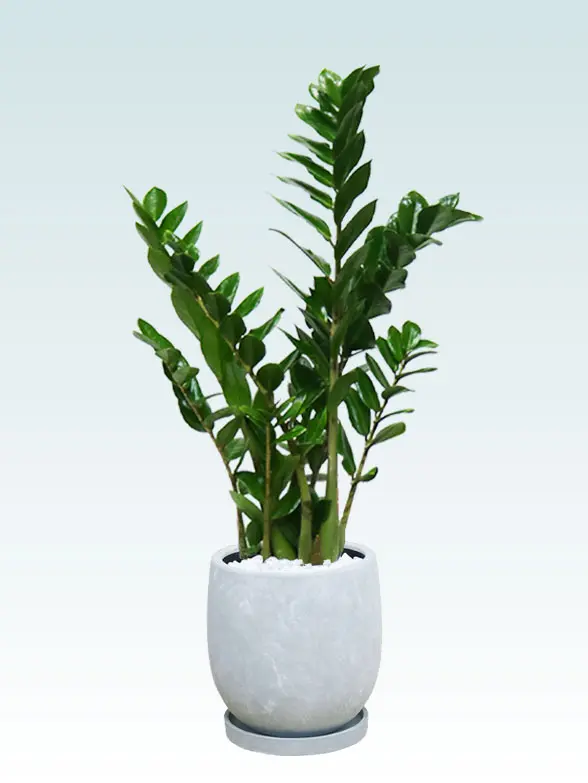 ザミオクルカス スタイリッシュ 陶器鉢 ボウル型