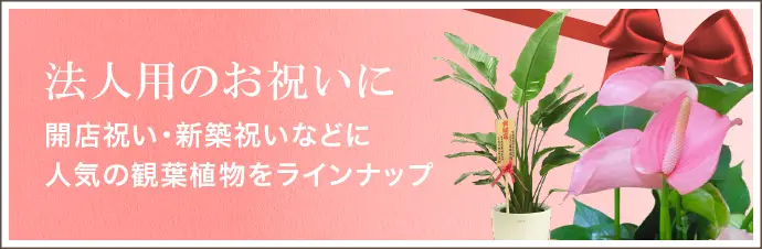 法人用のお祝いに 開店祝い・新築祝いなどに人気の観葉植物をラインナップ
